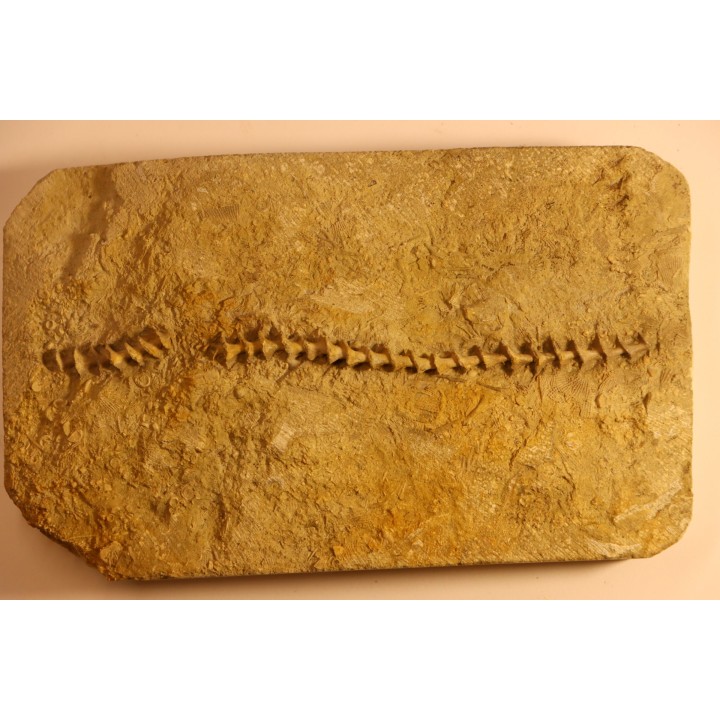 Archimedes wortheni - Mississippian - Bangor Fmt - Alabama - USA