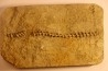 Archimedes wortheni - Mississippian - Bangor Fmt - Alabama - USA