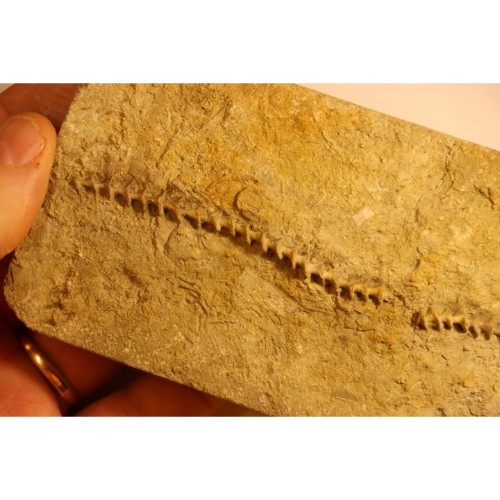 Archimedes wortheni - Mississippian - Bangor Fmt - Alabama - USA