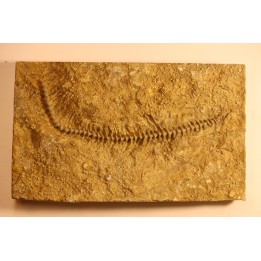 Archimedes wortheni - Mississippian - Bangor Fmt - Alabama - USA