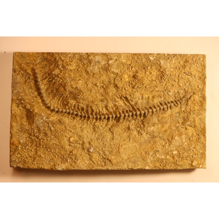 Archimedes wortheni - Mississippian - Bangor Fmt - Alabama - USA