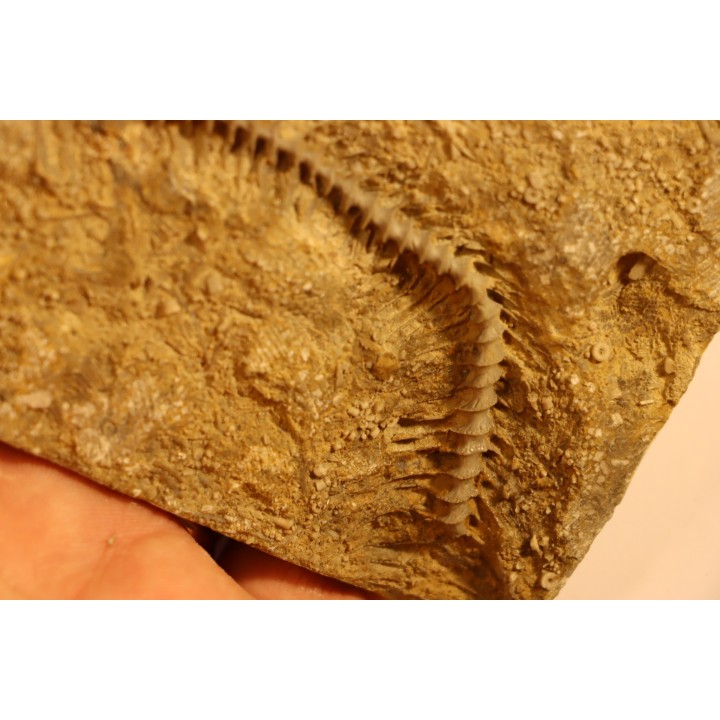 Archimedes wortheni - Mississippian - Bangor Fmt - Alabama - USA