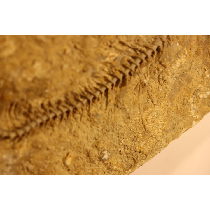 Archimedes wortheni - Mississippian - Bangor Fmt - Alabama - USA