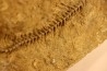Archimedes wortheni - Mississippian - Bangor Fmt - Alabama - USA