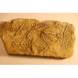 Archimedes wortheni - Mississippian - Bangor Fmt - Alabama - USA