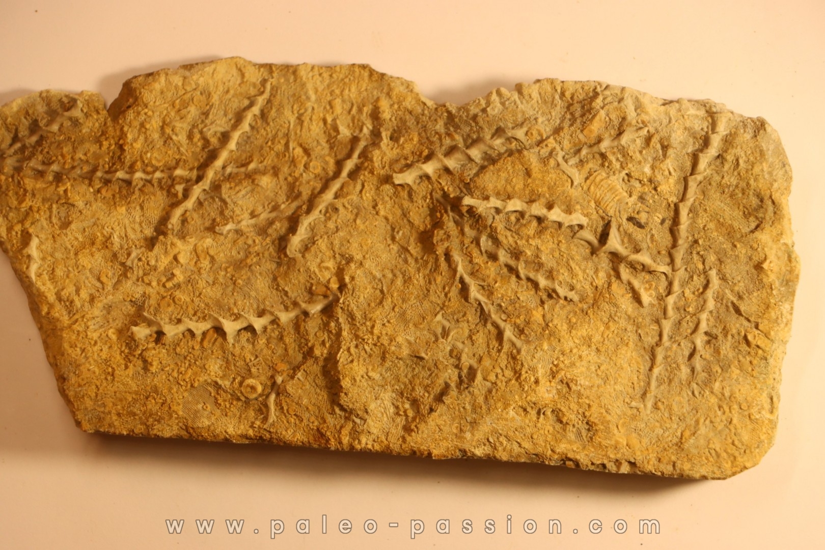 Archimedes wortheni - Mississippian - Bangor Fmt - Alabama - USA