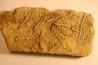 Archimedes wortheni - Mississippian - Bangor Fmt - Alabama - USA
