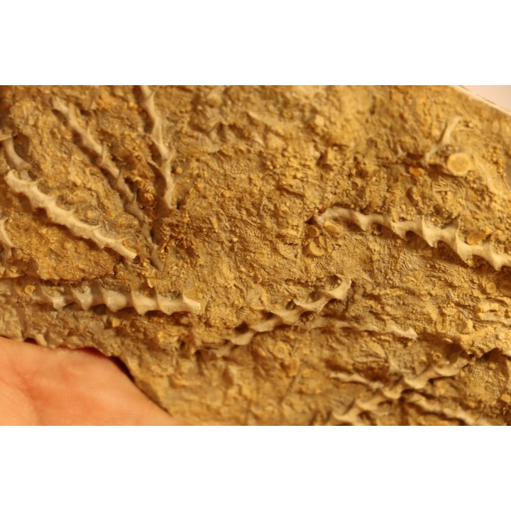 Archimedes wortheni - Mississippian - Bangor Fmt - Alabama - USA