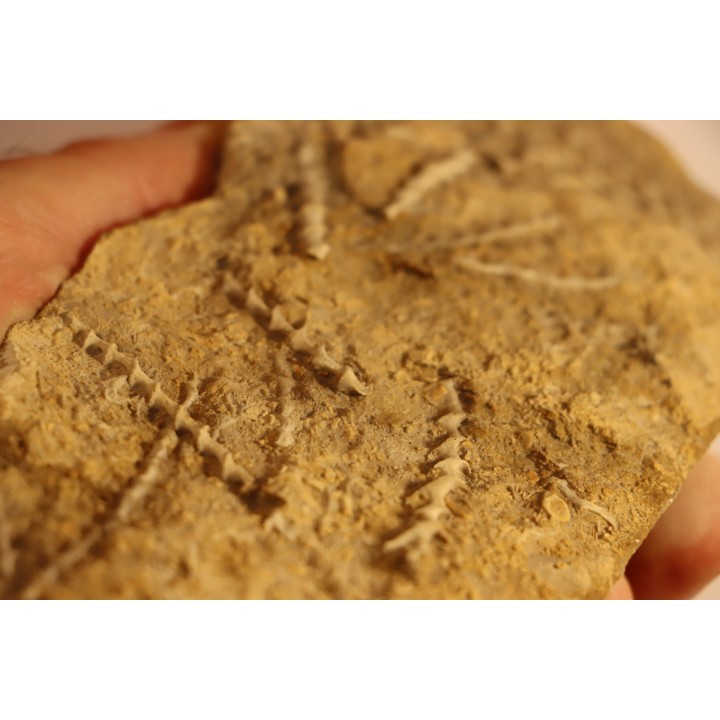 Archimedes wortheni - Mississippian - Bangor Fmt - Alabama - USA