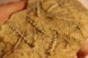 Archimedes wortheni - Mississippian - Bangor Fmt - Alabama - USA