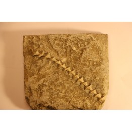 Archimedes wortheni - Mississippian - Bangor Fmt - Alabama - USA