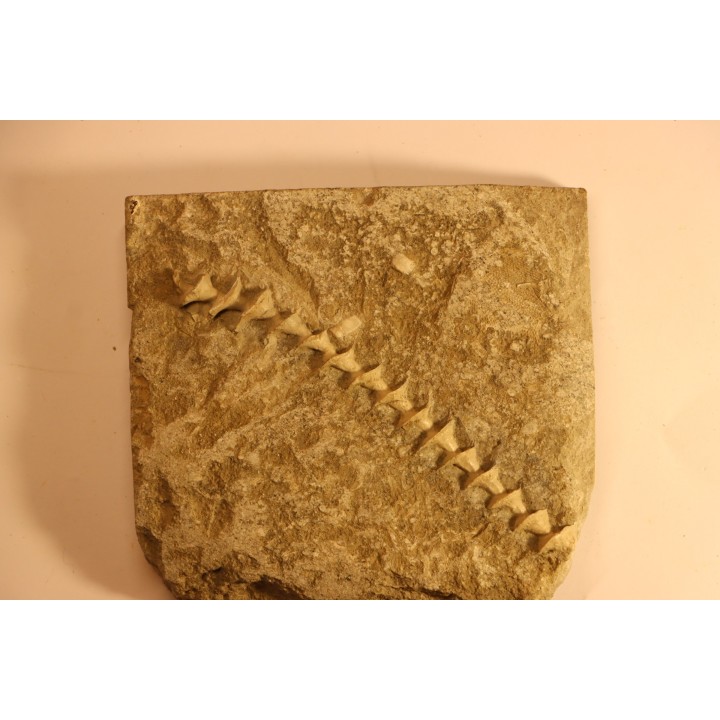 Archimedes wortheni - Mississippian - Bangor Fmt - Alabama - USA