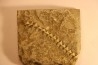 Archimedes wortheni - Mississippian - Bangor Fmt - Alabama - USA