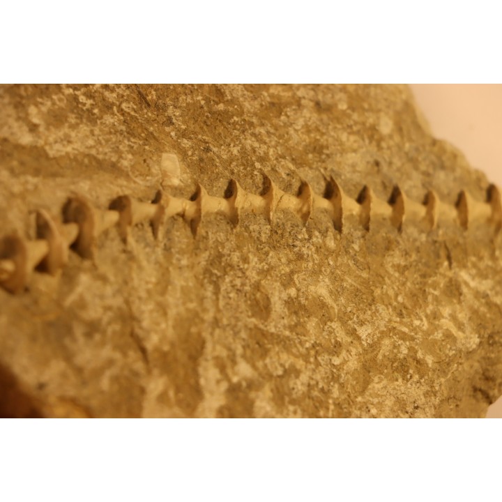 Archimedes wortheni - Mississippian - Bangor Fmt - Alabama - USA