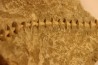 Archimedes wortheni - Mississippian - Bangor Fmt - Alabama - USA