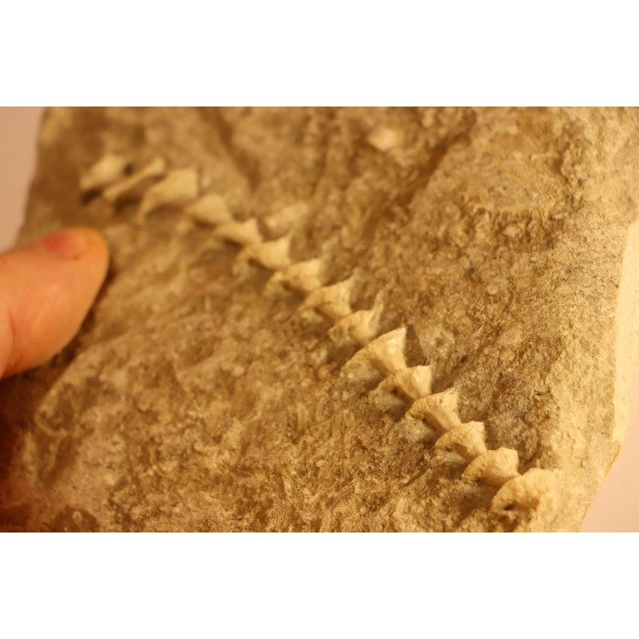 Archimedes wortheni - Mississippian - Bangor Fmt - Alabama - USA