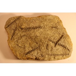 Archimedes wortheni - Mississippian - Bangor Fmt - Alabama - USA