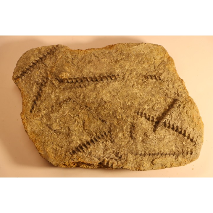 Archimedes wortheni - Mississippian - Bangor Fmt - Alabama - USA