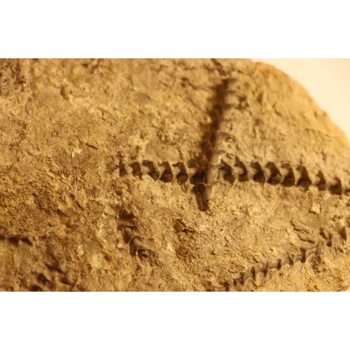 Archimedes wortheni - Mississippian - Bangor Fmt - Alabama - USA