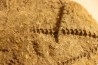 Archimedes wortheni - Mississippian - Bangor Fmt - Alabama - USA