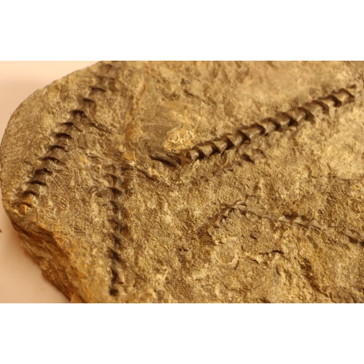 Archimedes wortheni - Mississippian - Bangor Fmt - Alabama - USA