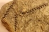 Archimedes wortheni - Mississippian - Bangor Fmt - Alabama - USA