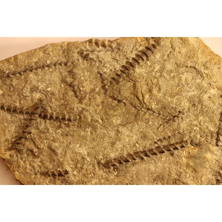 Archimedes wortheni - Mississippian - Bangor Fmt - Alabama - USA