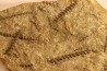 Archimedes wortheni - Mississippian - Bangor Fmt - Alabama - USA