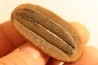 Alethopteris aff. serli - carboniferous - Mazon creek - Illinois - USA