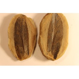Macroneuropteris scheuchzeri - carboniferous - Mazon creek - Illinois - USA