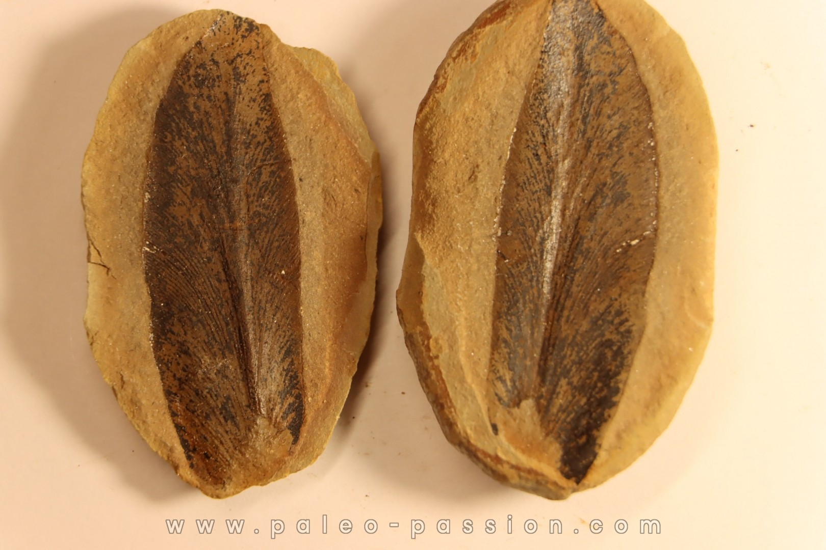 Macroneuropteris scheuchzeri - carboniferous - Mazon creek - Illinois - USA