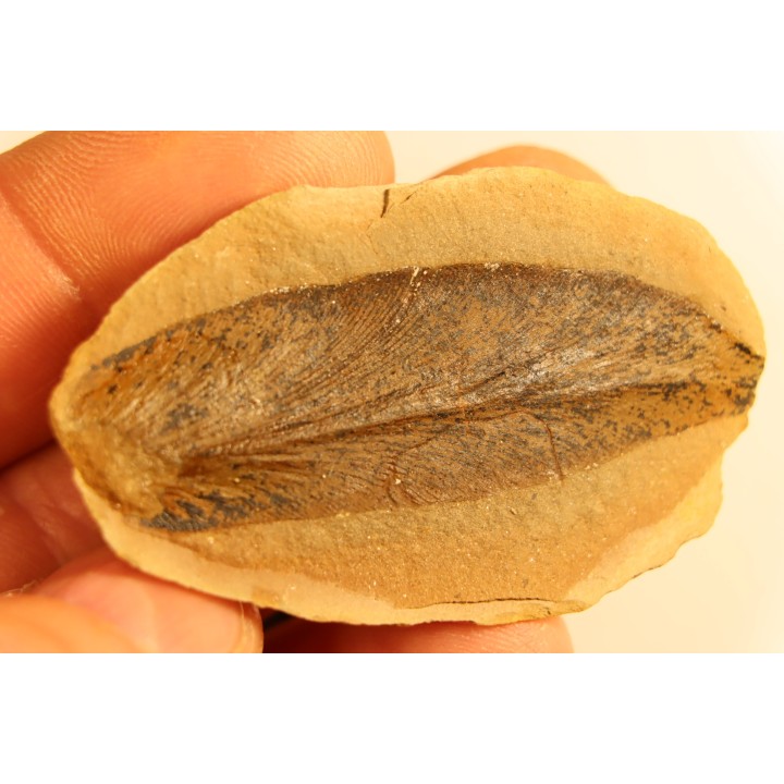 Nodule de fougère: Macroneuropteris scheuchzeri - carbonifère - Mazon creek - Illinois - USA