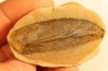 Macroneuropteris scheuchzeri - carboniferous - Mazon creek - Illinois - USA