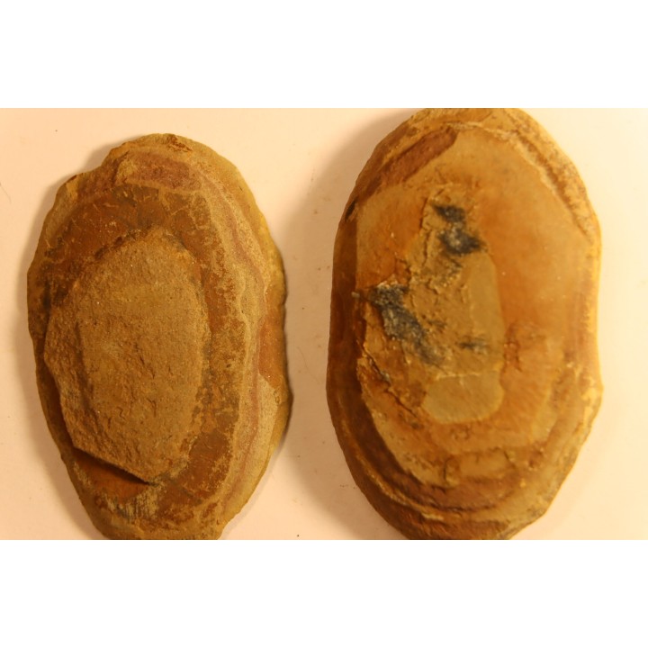 Macroneuropteris scheuchzeri - carboniferous - Mazon creek - Illinois - USA