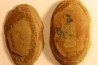 Nodule de fougère: Macroneuropteris scheuchzeri - carbonifère - Mazon creek - Illinois - USA