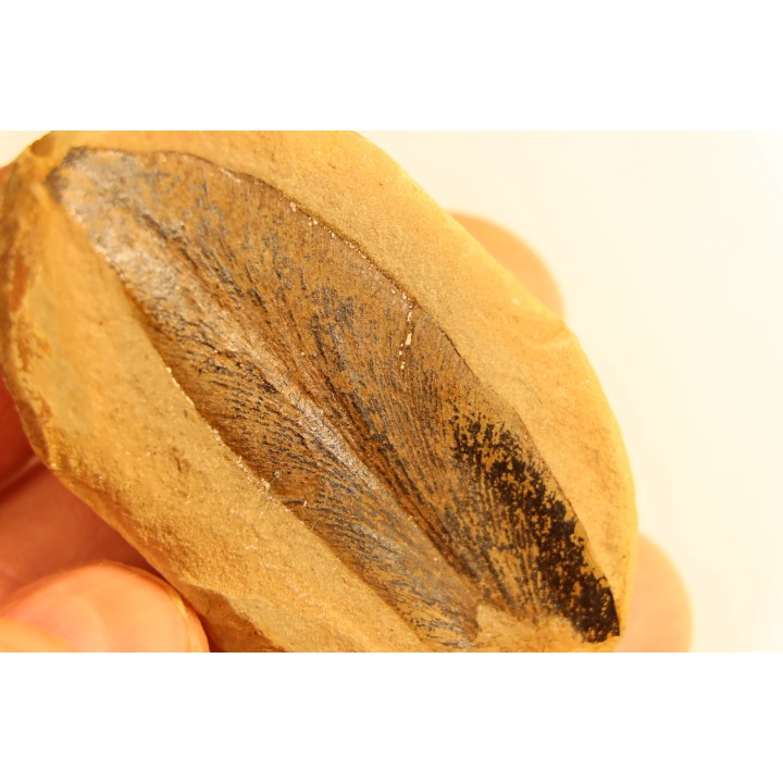 Macroneuropteris scheuchzeri - carboniferous - Mazon creek - Illinois - USA