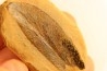 Nodule de fougère: Macroneuropteris scheuchzeri - carbonifère - Mazon creek - Illinois - USA