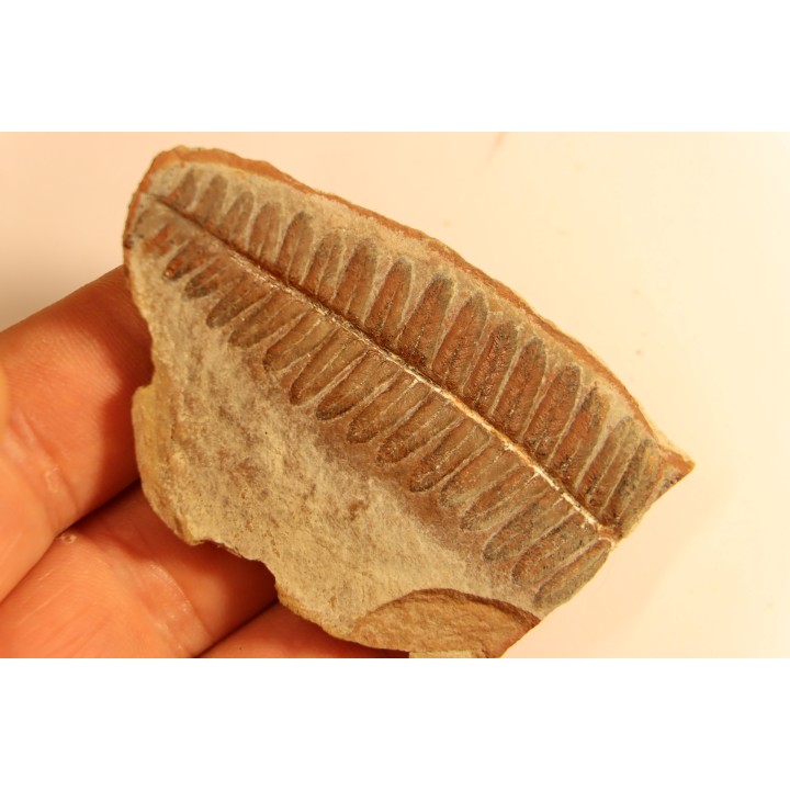 Crenulopteris acadica - carboniferous - Mazon creek - Illinois - USA