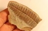 Nodule de fougère: Crenulopteris acadica - carbonifère - Mazon creek - Illinois - USA