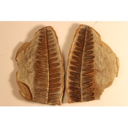 Crenulopteris acadica - carboniferous - Mazon creek - Illinois - USA