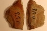 Crenulopteris acadica - carboniferous - Mazon creek - Illinois - USA