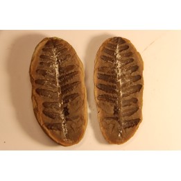 Crenulopteris acadica - carboniferous - Mazon creek - Illinois - USA