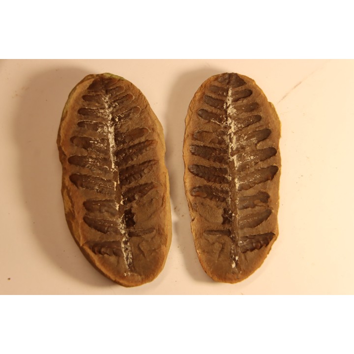 Crenulopteris acadica - carboniferous - Mazon creek - Illinois - USA