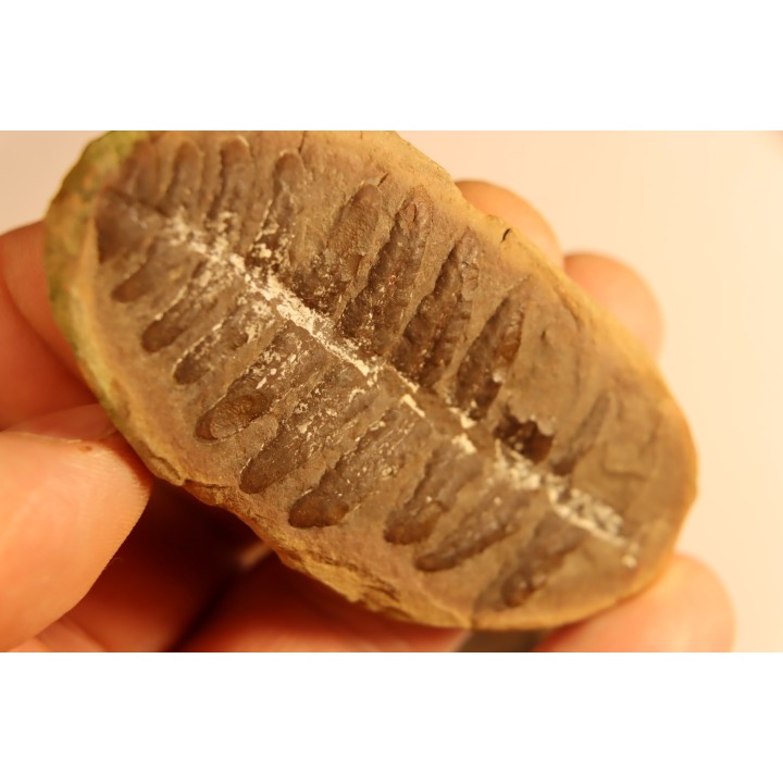 Nodule de fougère: Crenulopteris acadica - carbonifère - Mazon creek - Illinois - USA