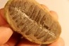 Crenulopteris acadica - carboniferous - Mazon creek - Illinois - USA