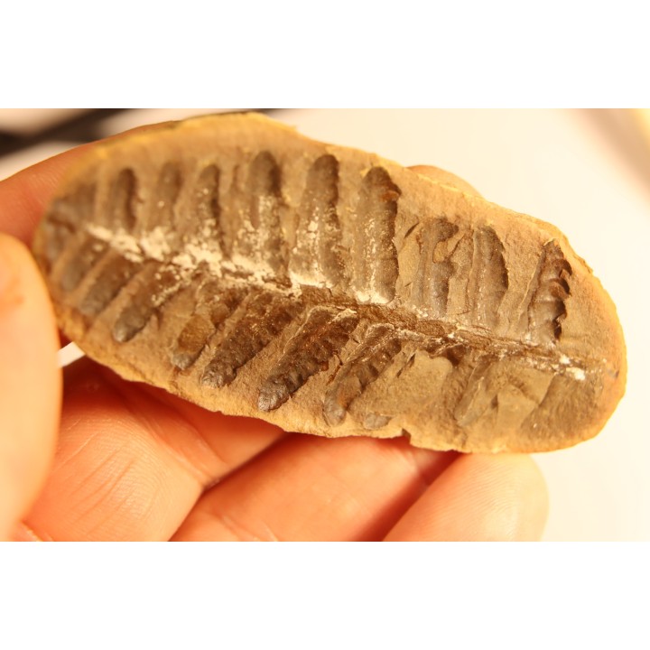Nodule de fougère: Crenulopteris acadica - carbonifère - Mazon creek - Illinois - USA