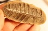 Nodule de fougère: Crenulopteris acadica - carbonifère - Mazon creek - Illinois - USA