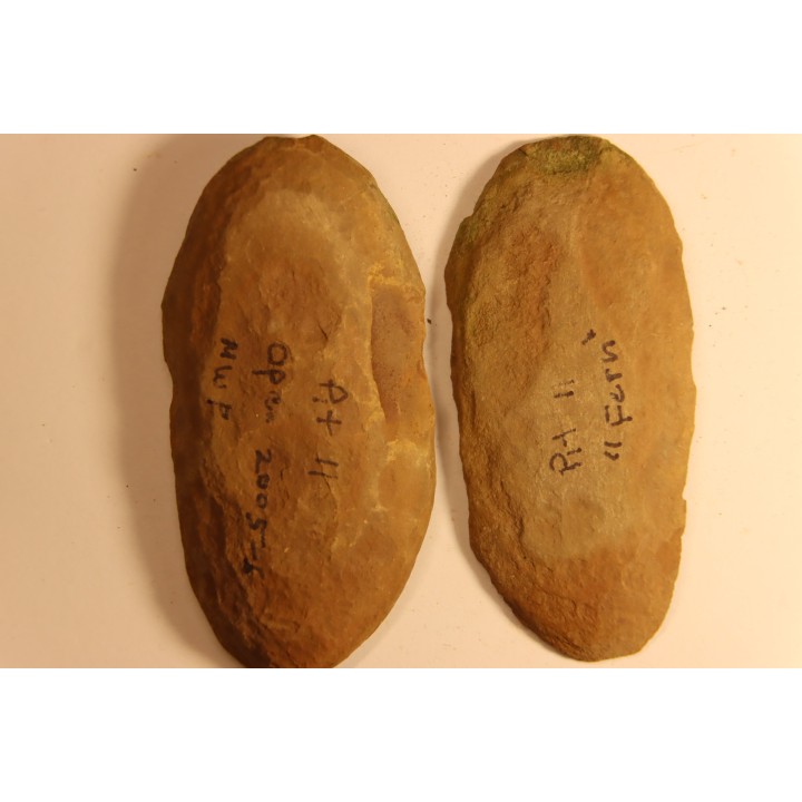 Crenulopteris acadica - carboniferous - Mazon creek - Illinois - USA