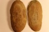 Crenulopteris acadica - carboniferous - Mazon creek - Illinois - USA