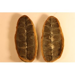 Nodule de fougère: Odontopteris subcuneata - carbonifère - Mazon creek - Illinois - USA